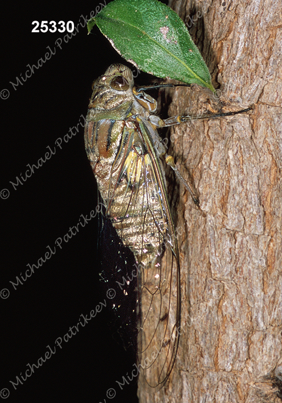 Quesada gigas (Giant Cicada)